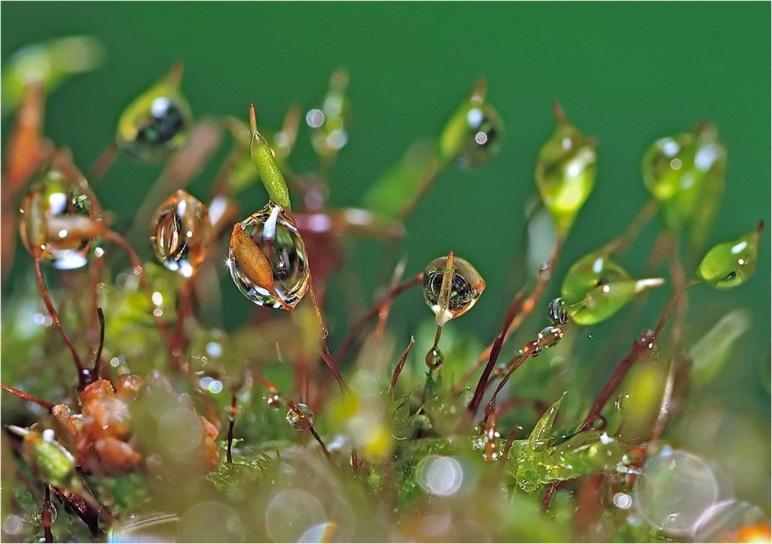 капли,вода,флора,, Евгений Кирилкин.