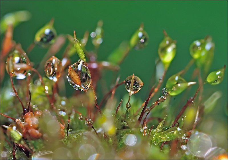 капли,вода,флора, Зеленый мир. фото превью