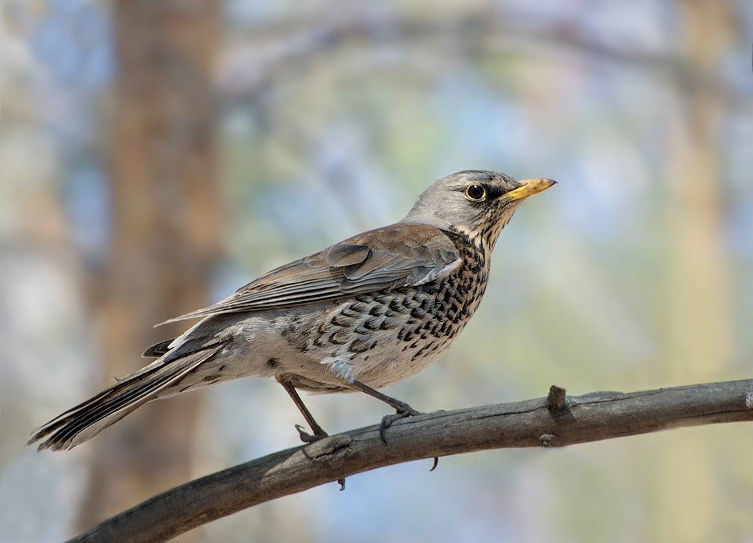 дрозд,рябинник,фотоохота, Ravilin