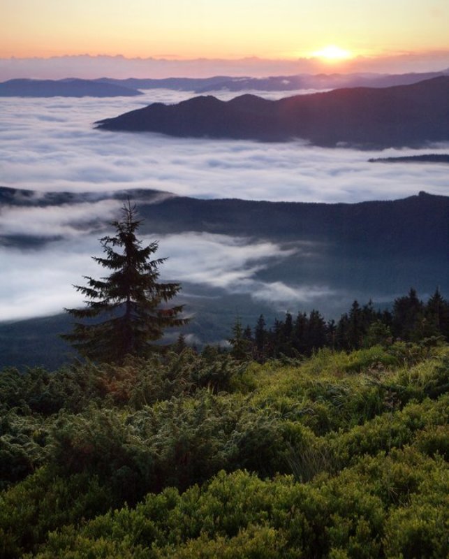 карпаты, природа, пейзаж, панорама, горы, рассвет *** фото превью