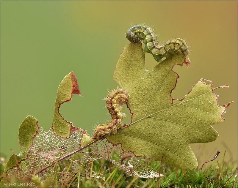гусеницы *** фото превью