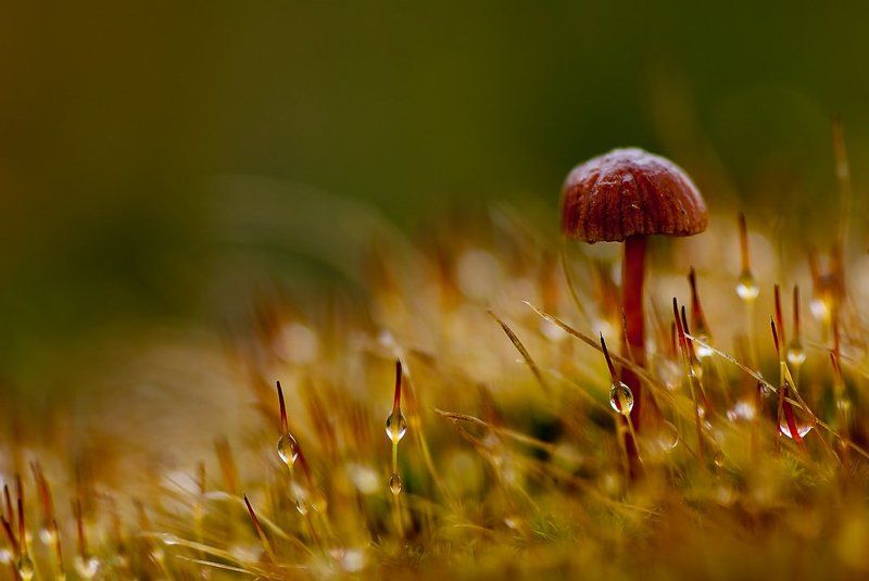 гриб, осень одинокий фото превью