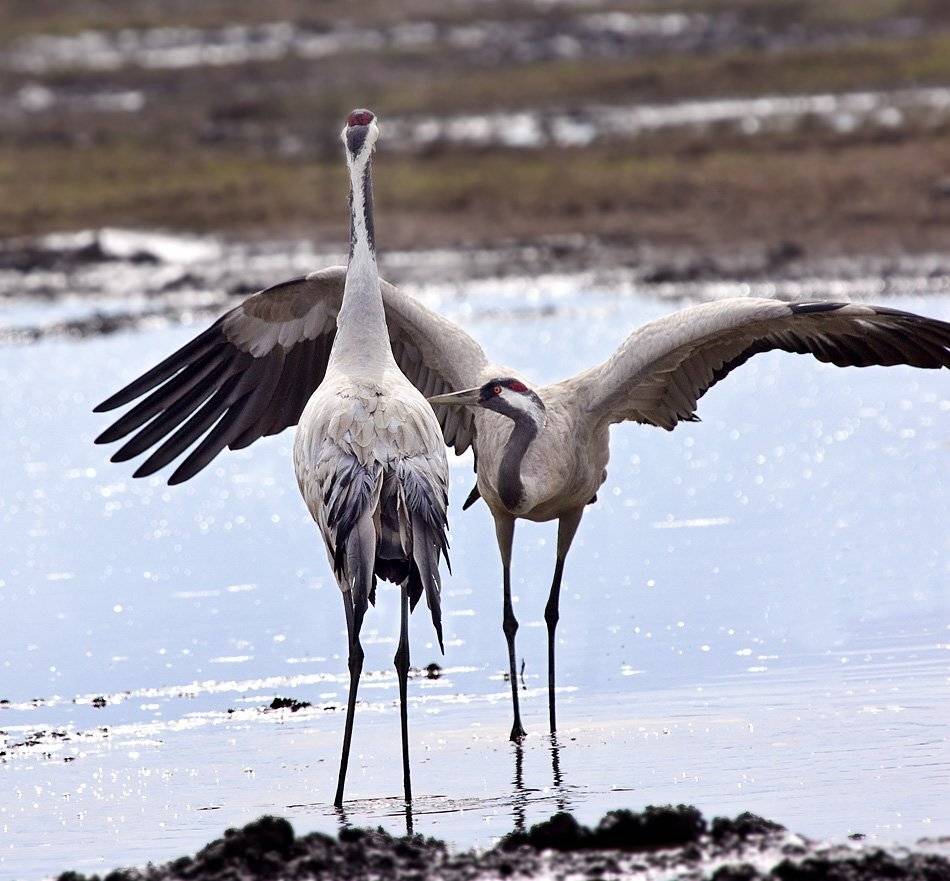 серый, журавль, Alena