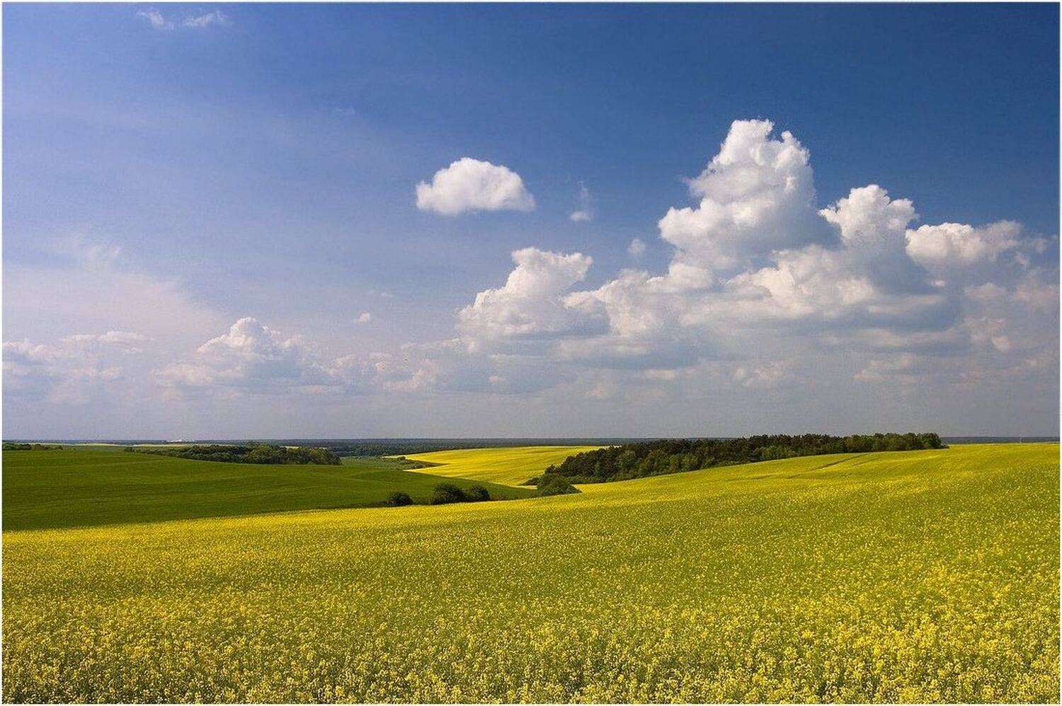 , Николай Шахманцир