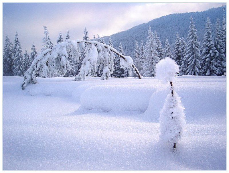 карпаты, природа, елочка One in a million фото превью