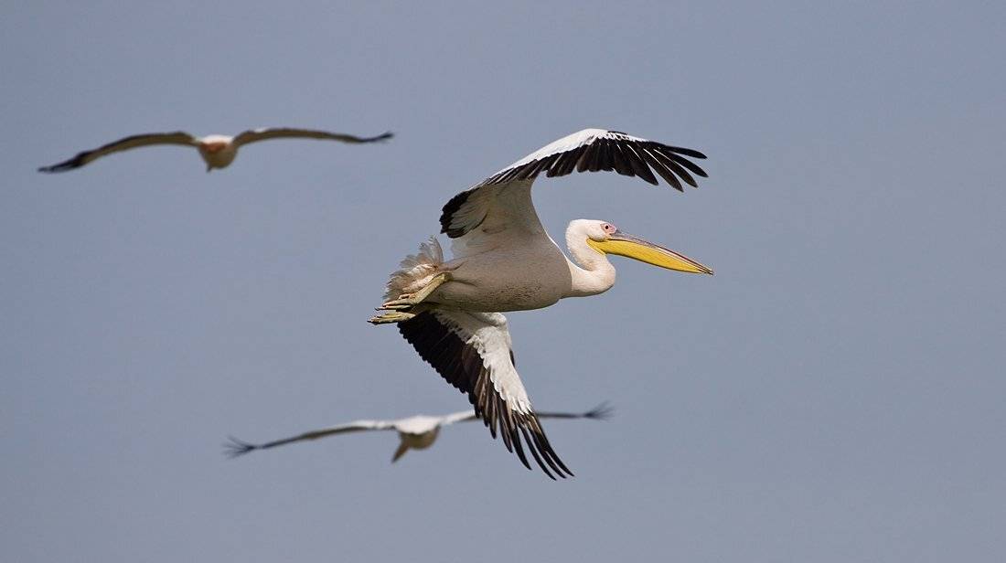 розовый, пеликан, Alena