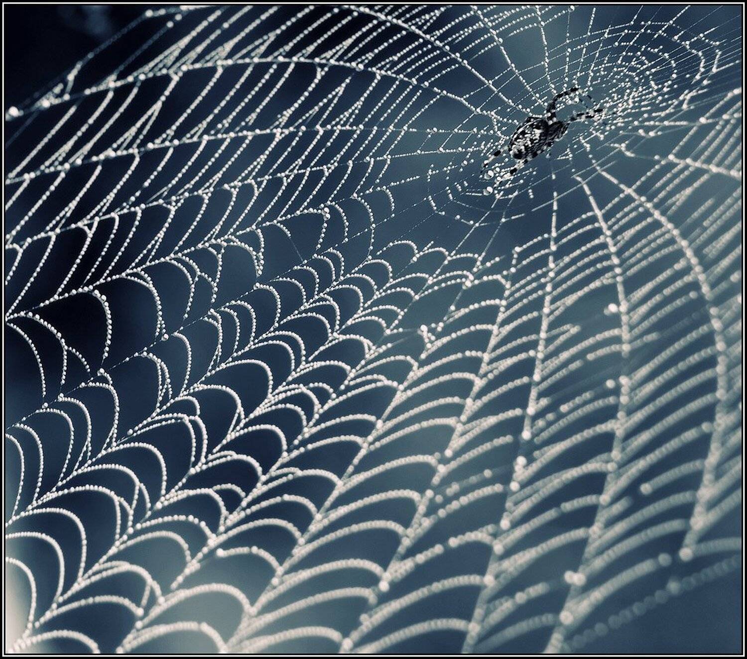 паутина, роса, паук, Владимир