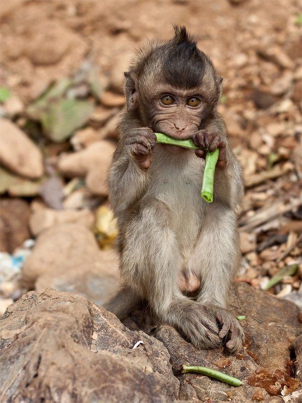 Грызун. фото превью