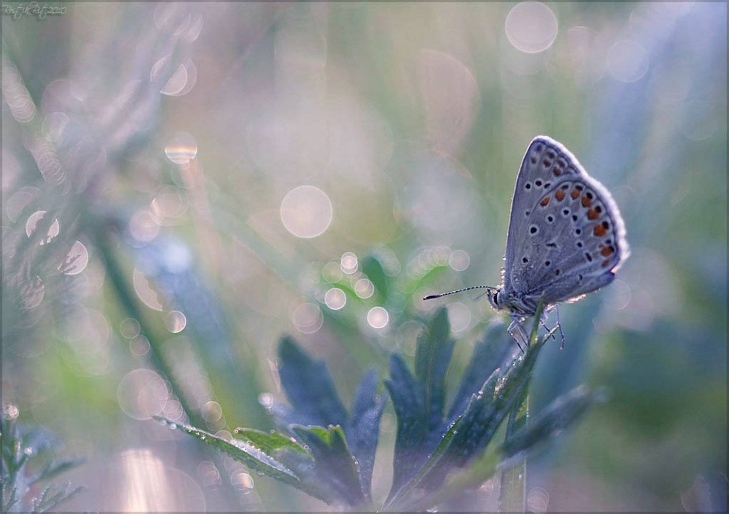 макро, бабочка, свет, роса, rostikrst, индустар, Ростислав