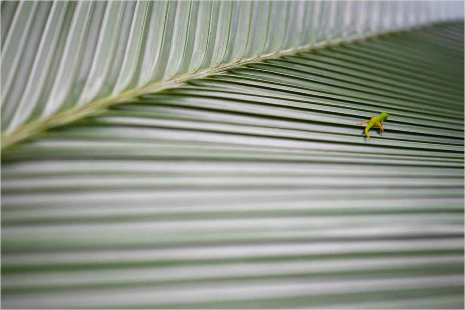 сейшелы,геккон, Александр Константинов