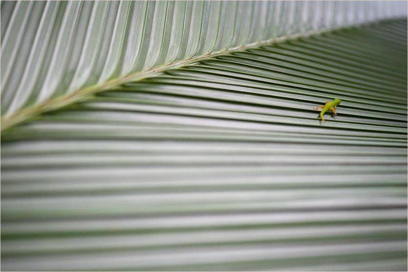 сейшелы,геккон Наутёк фото превью