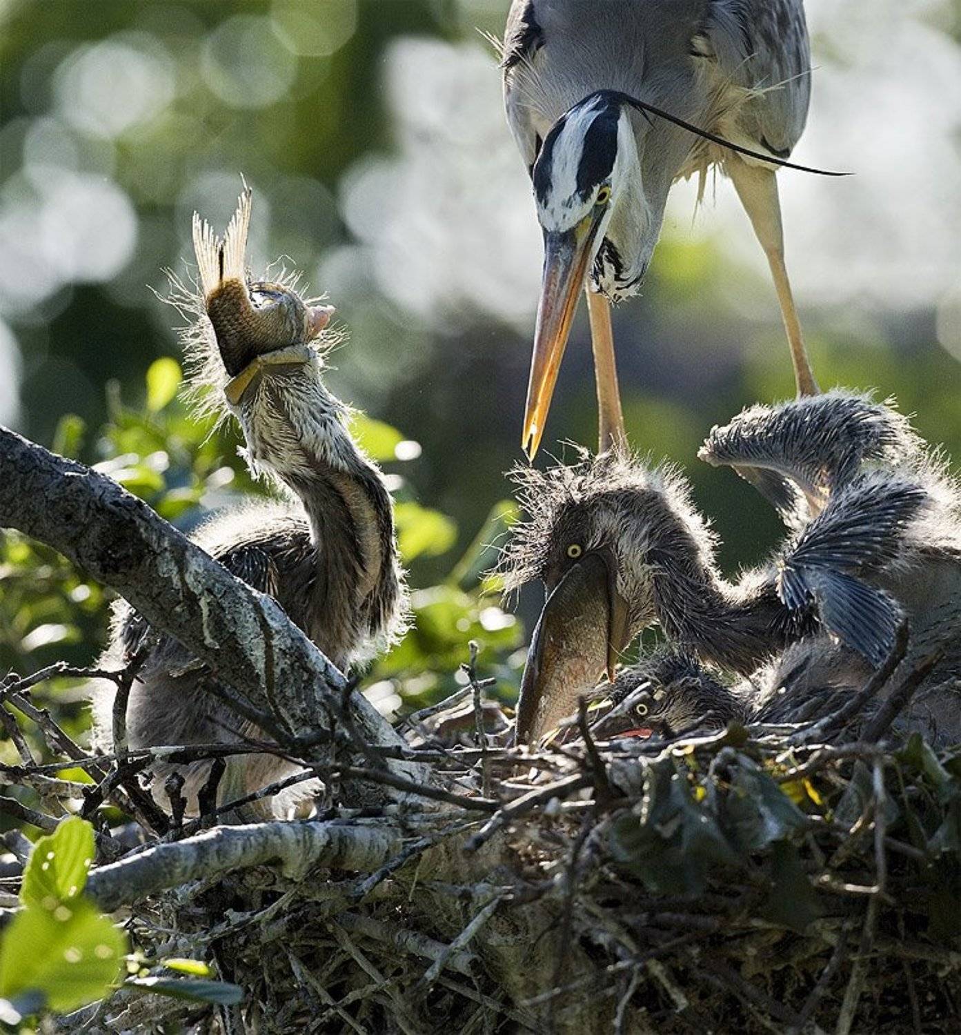 , Нарчук Андрей
