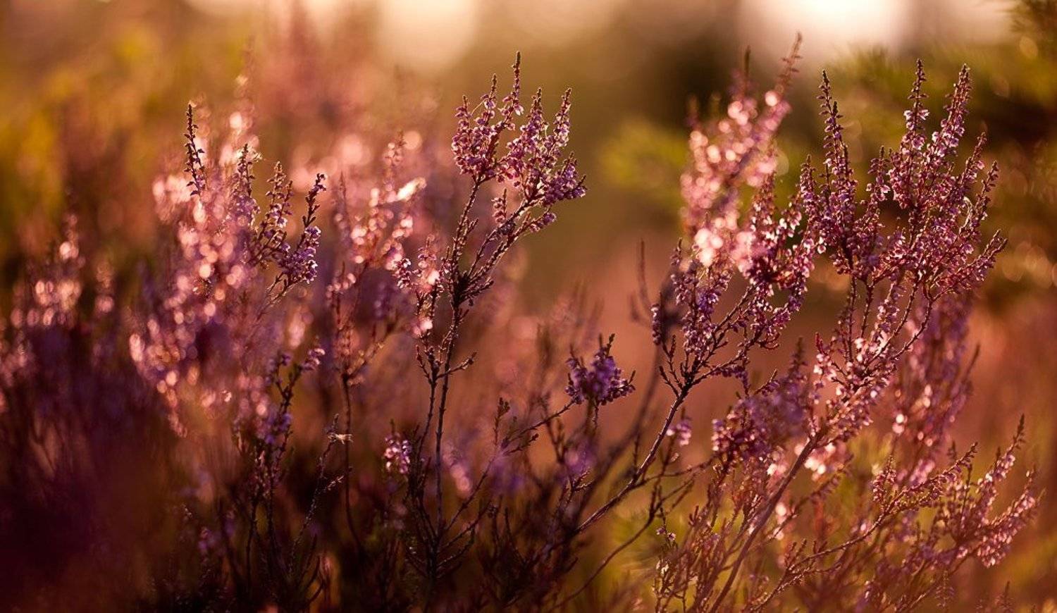 вереск, вечер, палитра, Юлия