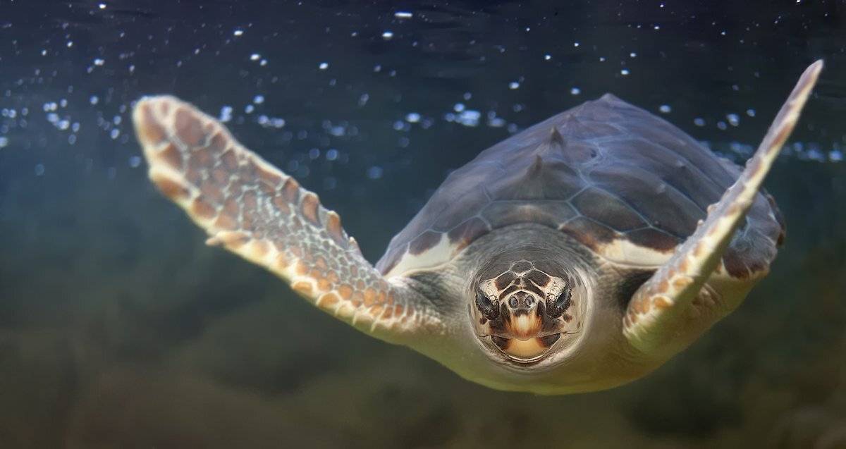 черепаха, морская вода!  аквариум!, irina