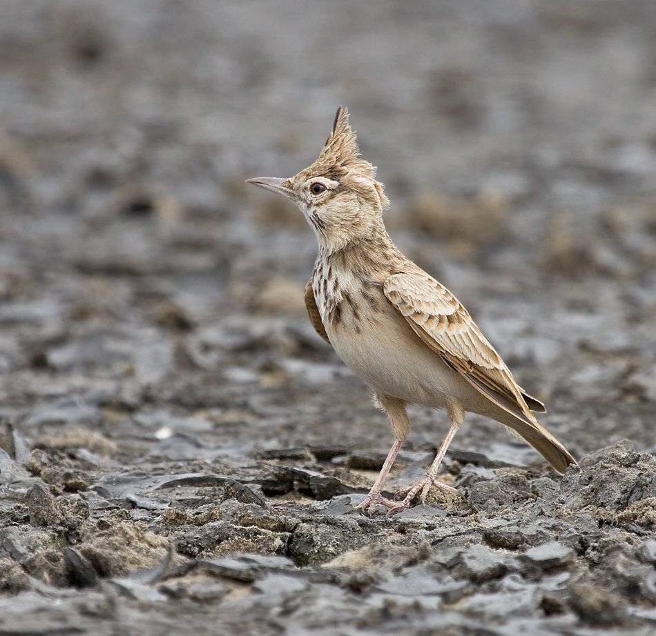 хохлатый, жаворонок, Alena