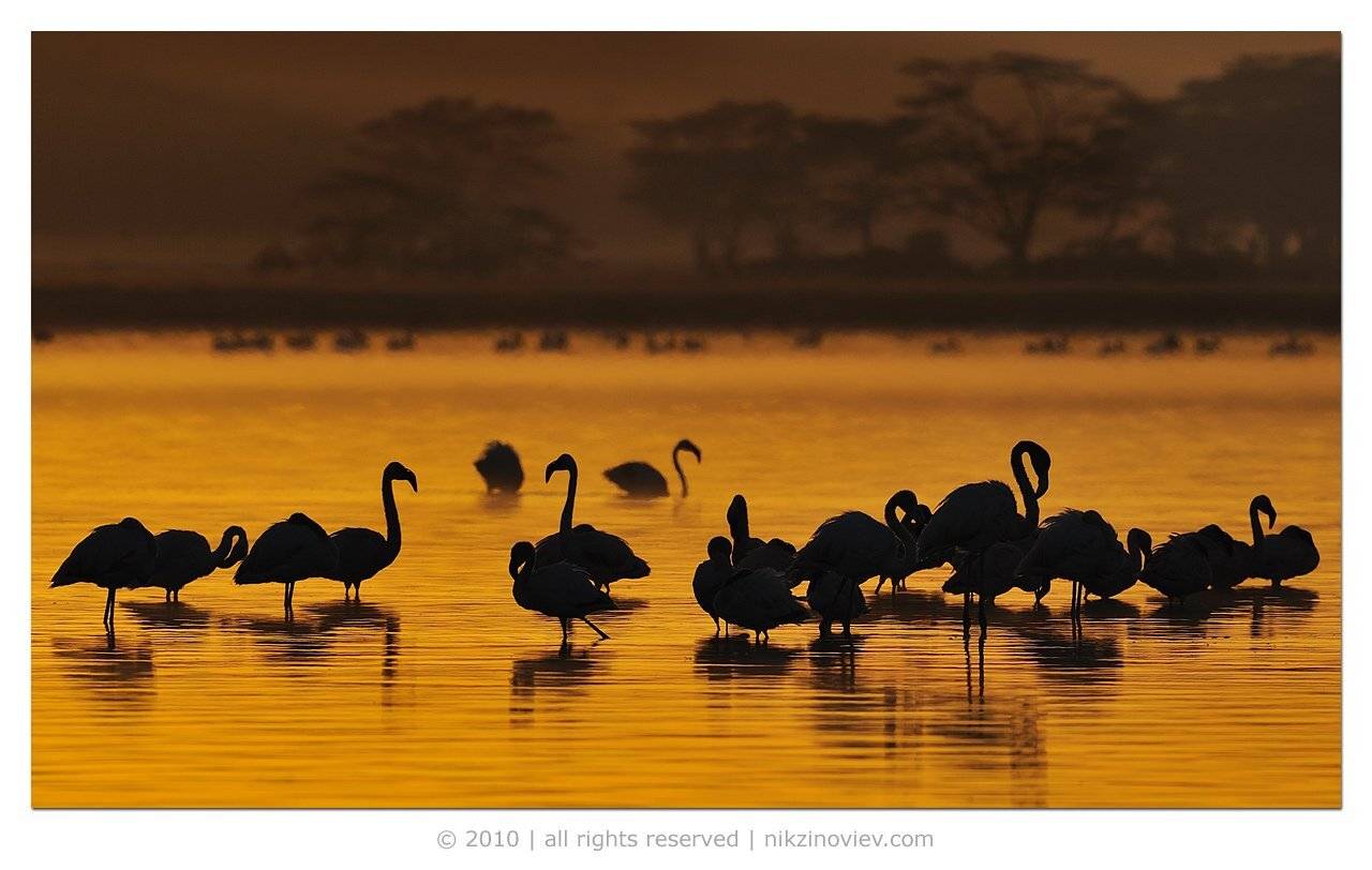 пейзаж, африка, накуру, рассвет, озеро, фламинго, Николай Зиновьев