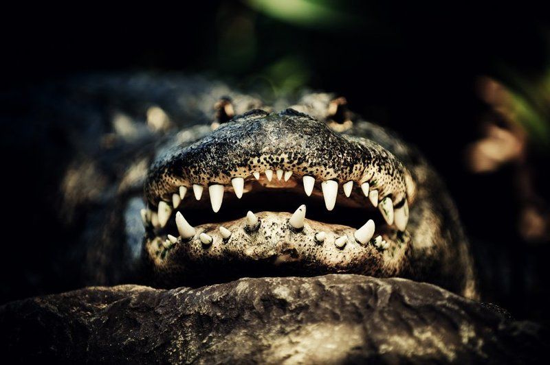 крокодил, глаза, зубы, лора Пришли мне колоши... фото превью