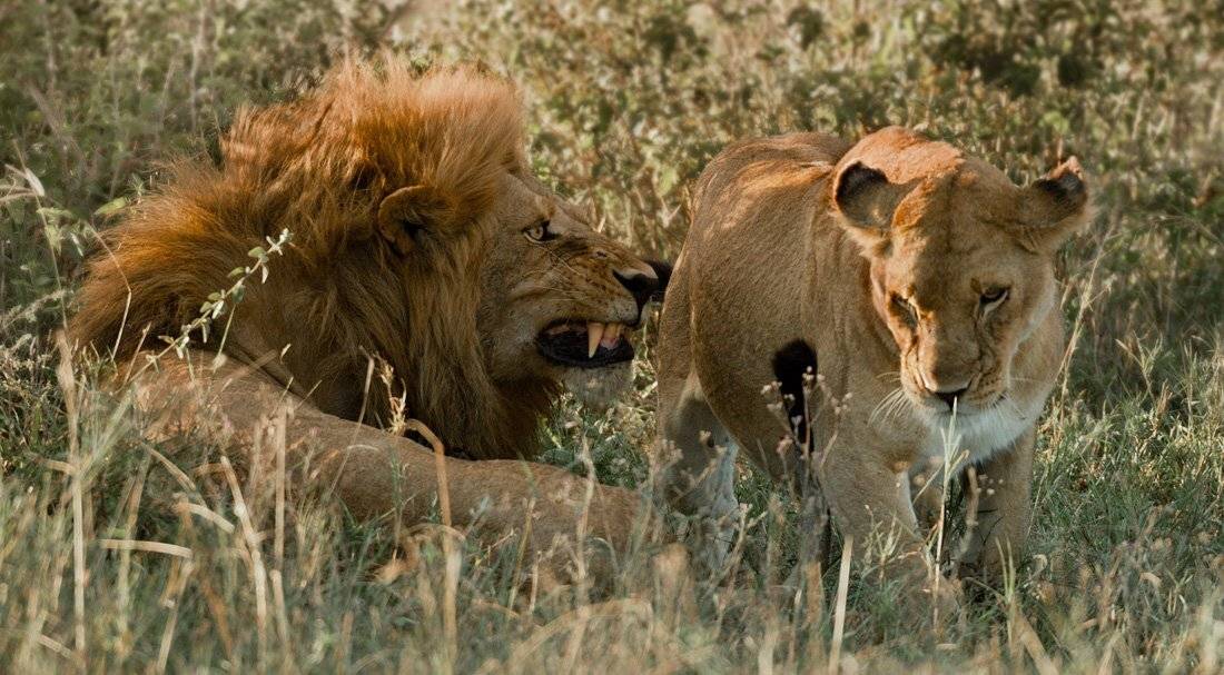 африка, танзания, лев, львица, Centurion