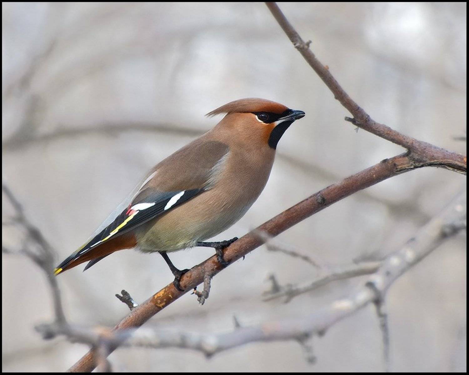 птицы,свиристель,фотоохота, Ravilin