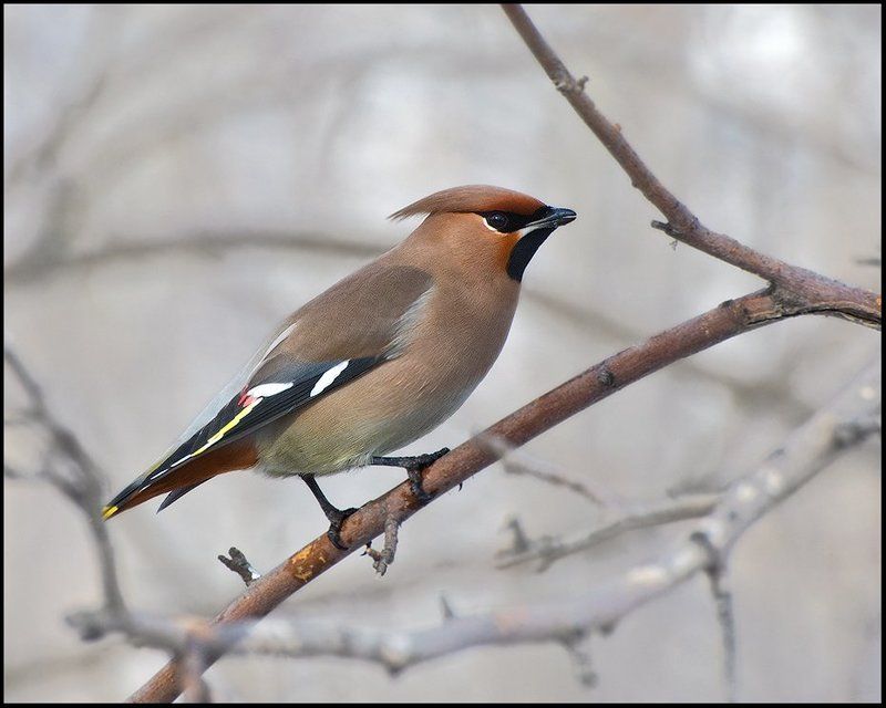 птицы,свиристель,фотоохота Позер 2 фото превью