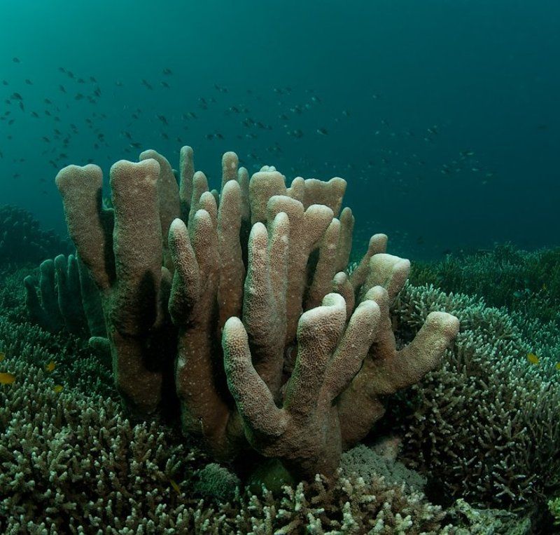 кораллы, свет, underwater Прогулка по мелководью фото превью