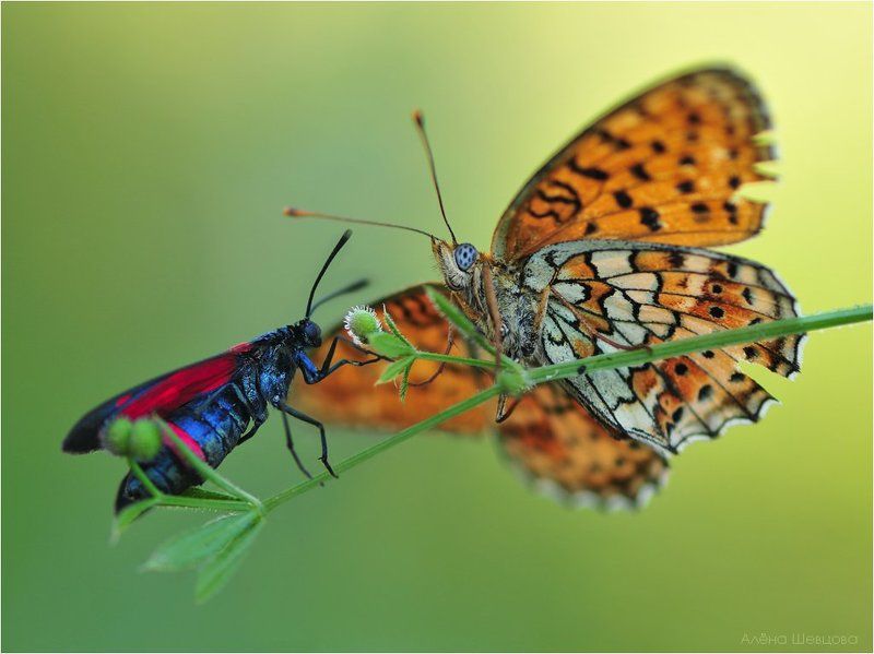 *** фото превью