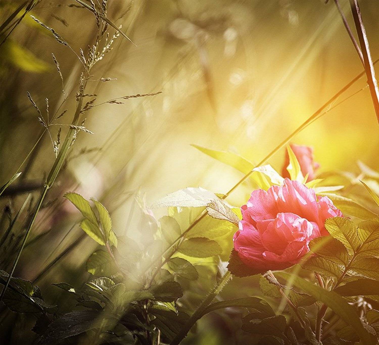 колір,світло,квітка,оранжевий, Сергій Козачук