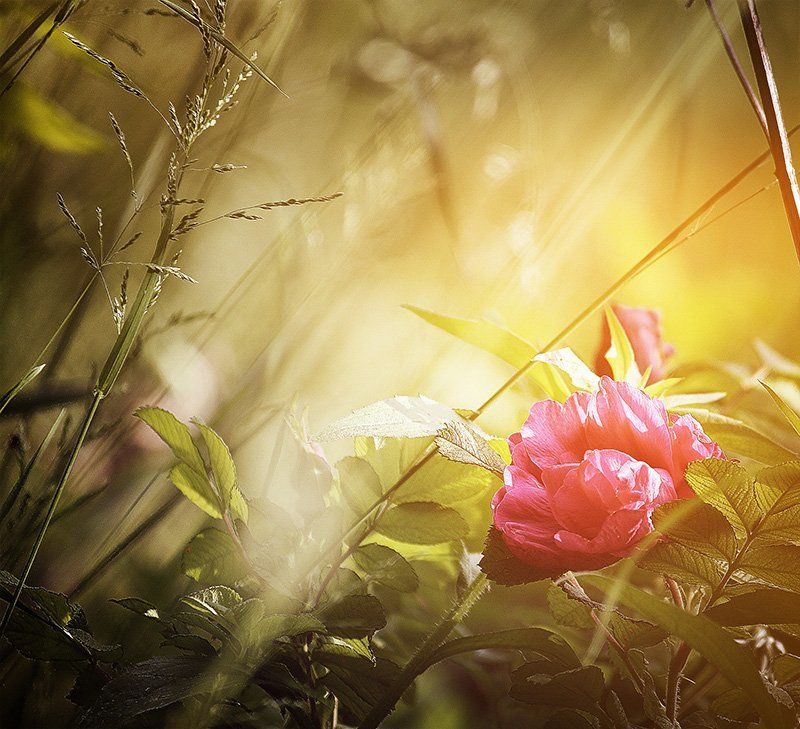 колір,світло,квітка,оранжевий fairytale фото превью