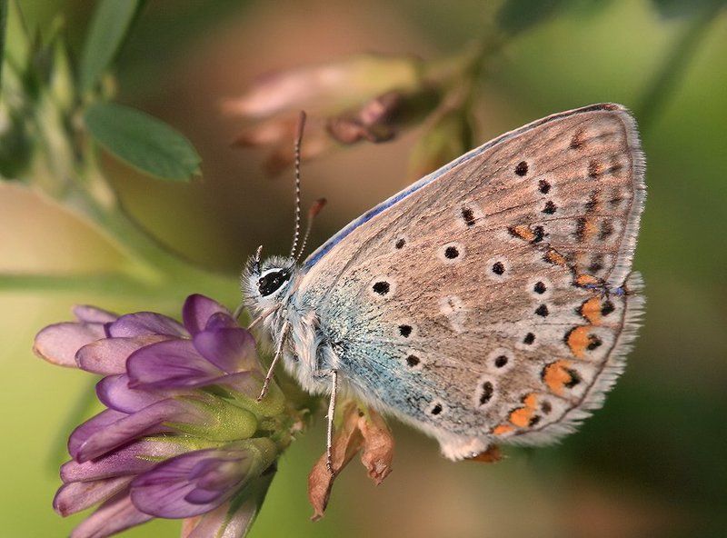 А цветочек-то усох! Не мешало бы полить! фото превью