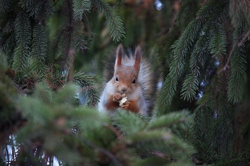 белка, природа, животные В еловых ветвях фото превью
