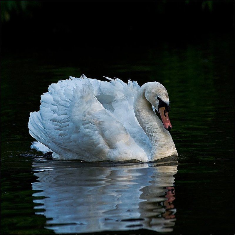 Swan фото превью