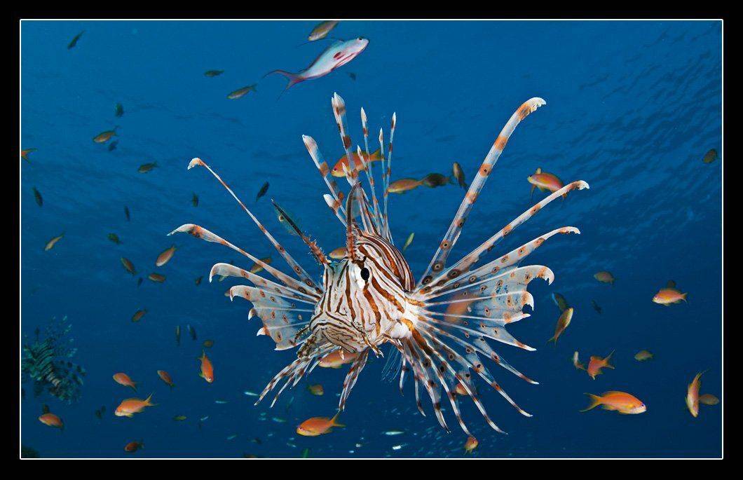крылатка, lionfish, Дмитрий