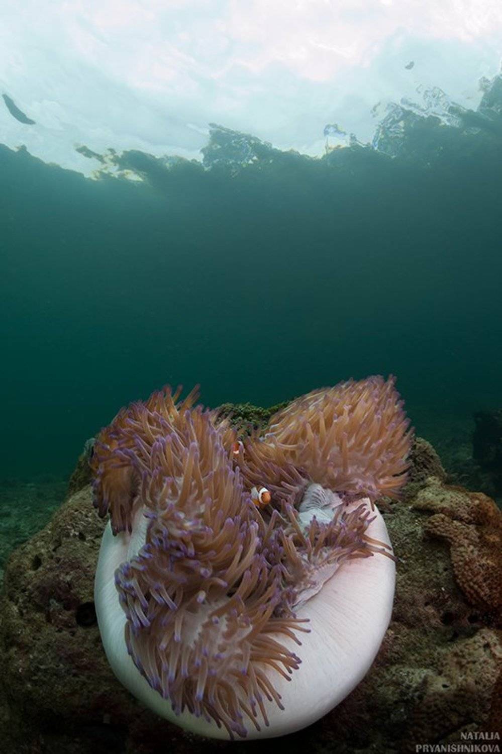 море, рыба, подводная съемка, немо, амфиприон, коралл, актиния, полип, Natalia Pryanishnikova