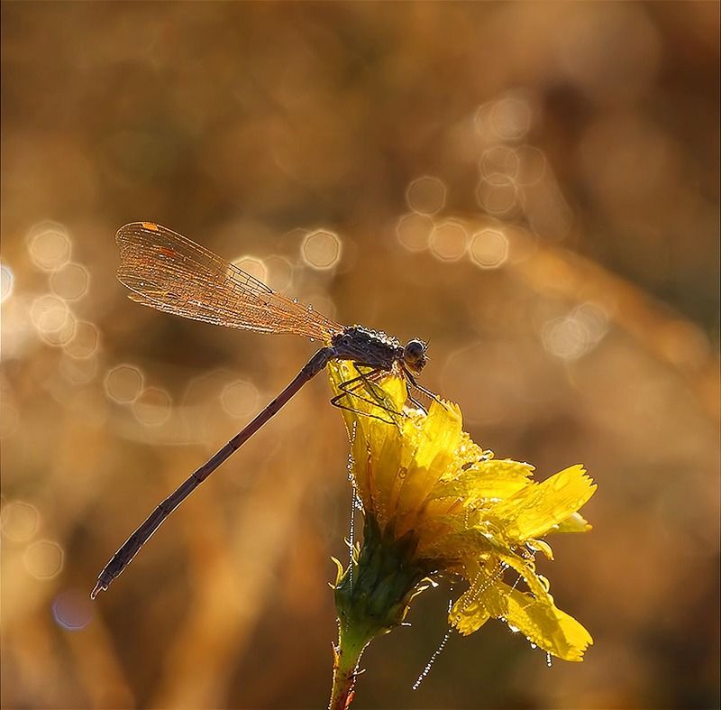 Осеннее боке фото превью