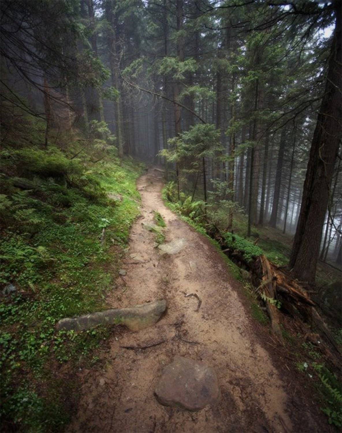 карпаты, лес, утро, пейзаж, природа, панорама, Piligrim