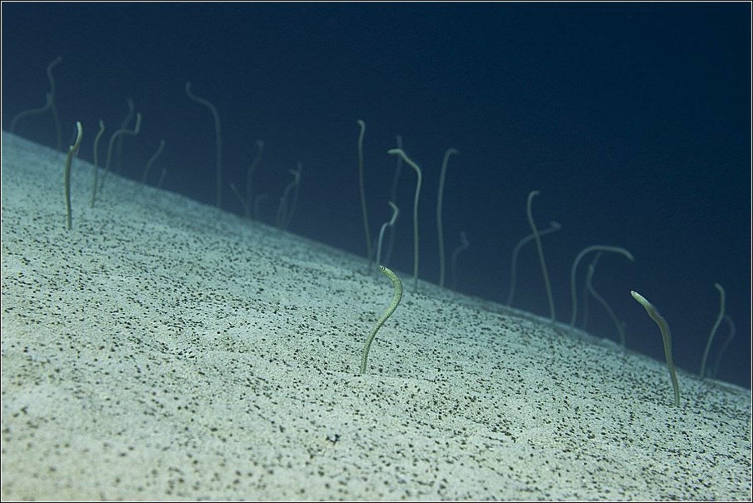 красноморская, горгасия, red, sea, garden, eels, gorgasia, sillneri, египет, дахаб, жданов, zhdanov, Владимир Жданов