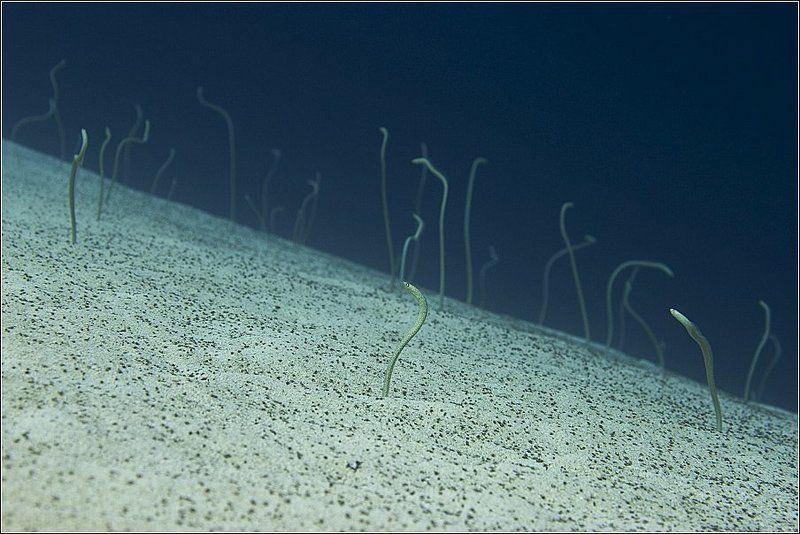 красноморская, горгасия, red, sea, garden, eels, gorgasia, sillneri, египет, дахаб, жданов, zhdanov Eels Garden (Сад Угрей) фото превью