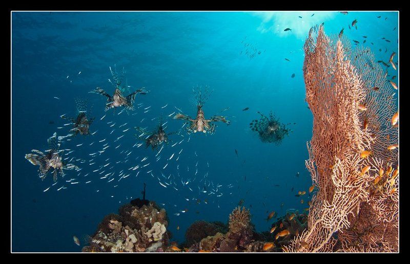 Охота фото превью