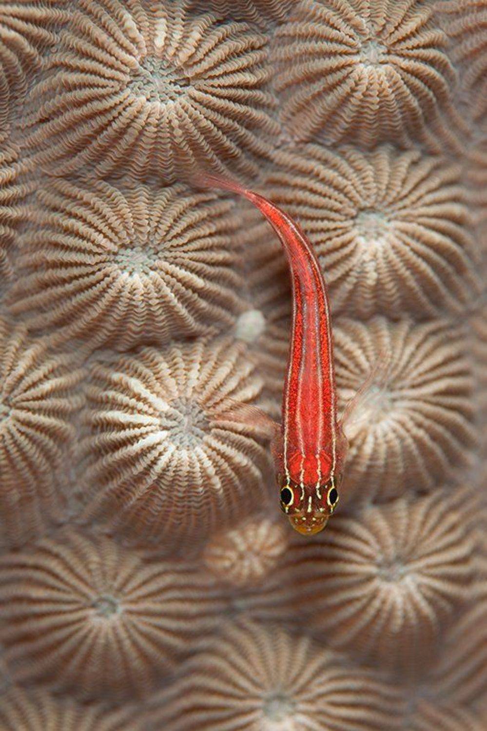 море, рыба, подводная съемка, коралл, Natalia Pryanishnikova