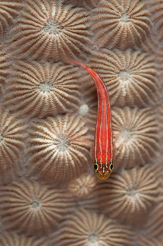 море, рыба, подводная съемка, коралл на ковре фото превью
