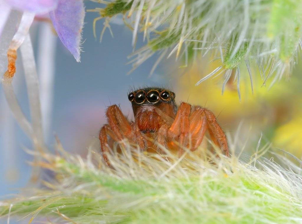 паукообразные, паук, скакунчик, salticidae, Надежда Муравьёва