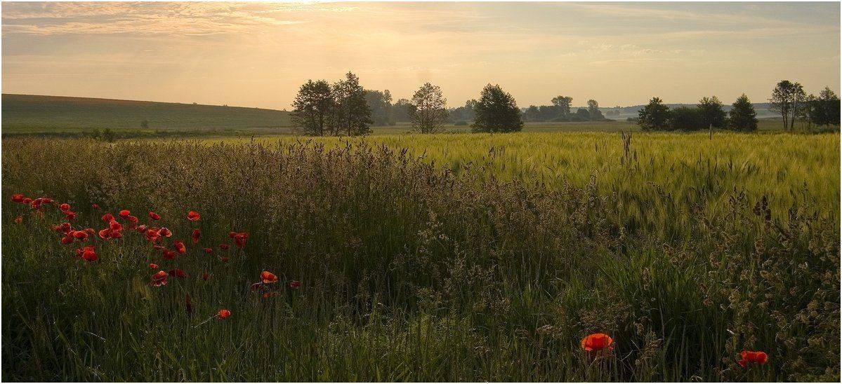 , Николай Шахманцир