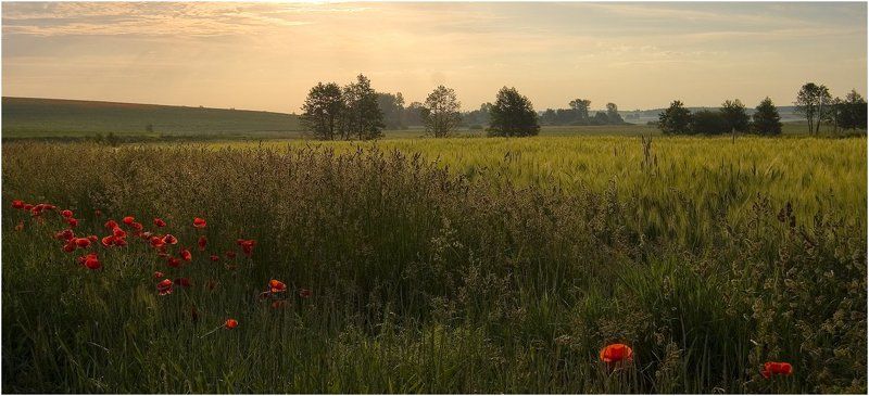 летнее утро фото превью
