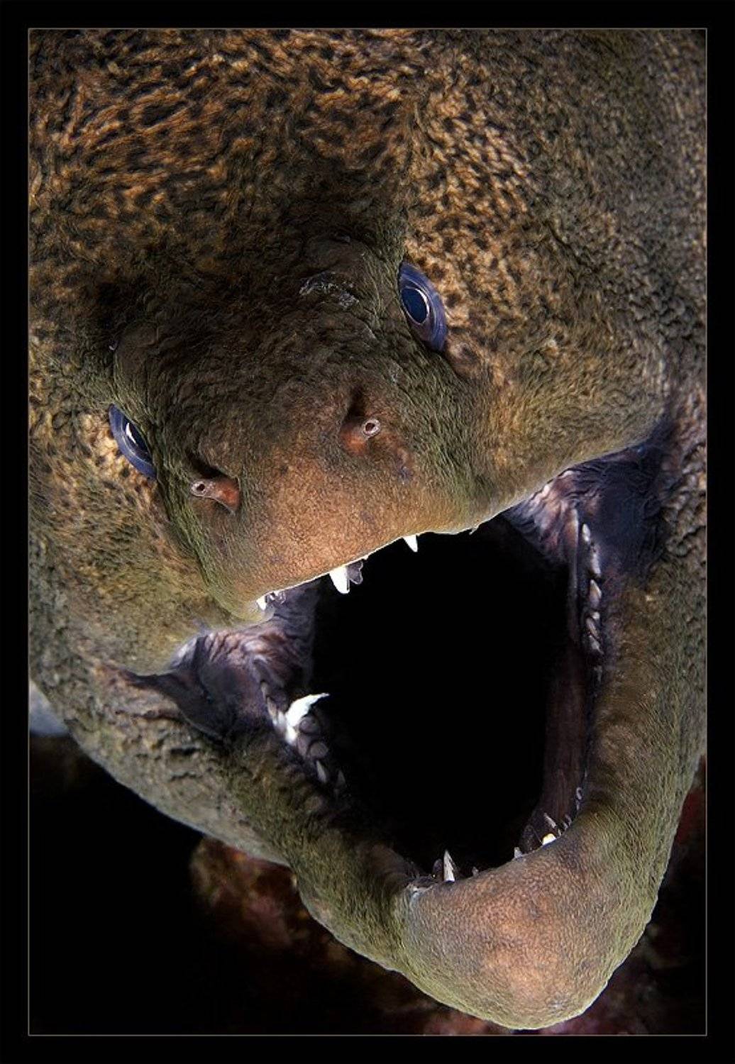 t-rex,мурена,красное море,улыбка, Нарчук Андрей