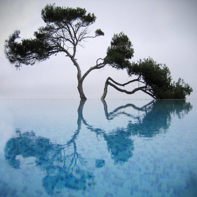 крым., гаспра., кичкине., бассейн., сосна., цвет. Любовь. фото превью