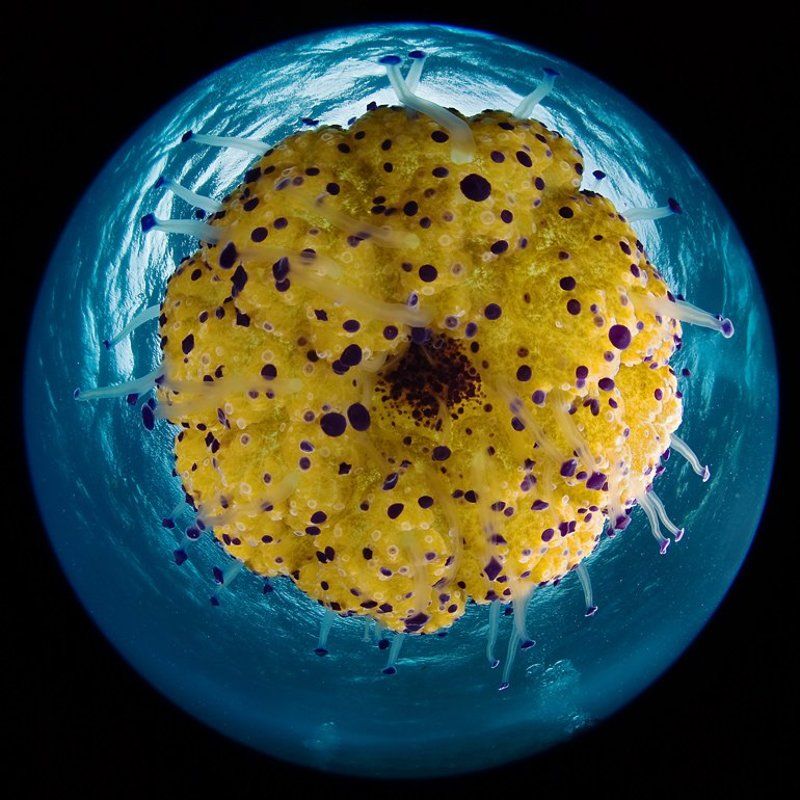 мальта, циркуляр, медуза Ватрушка фото превью