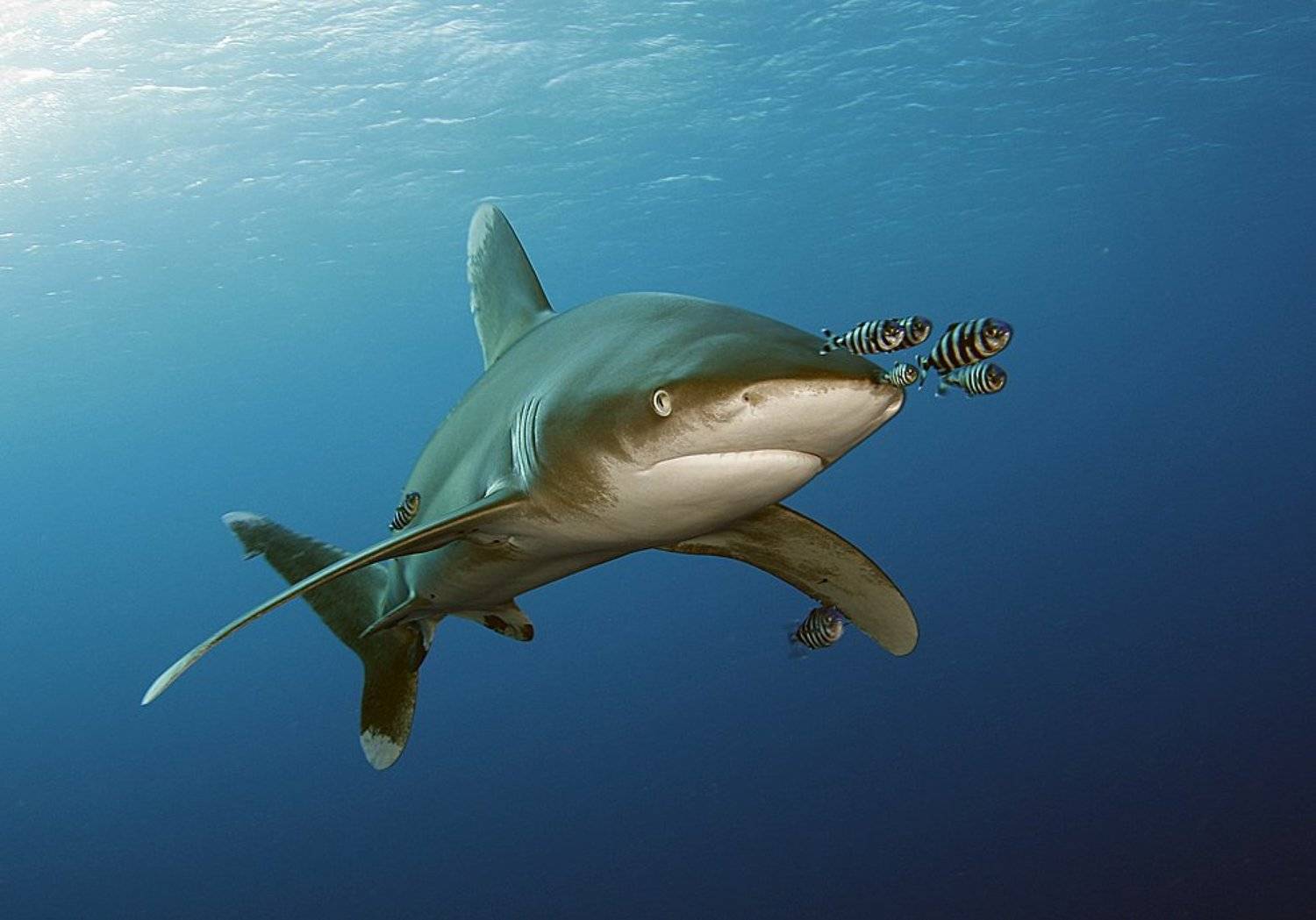 акула, лонгиманус, Андрей Макеев