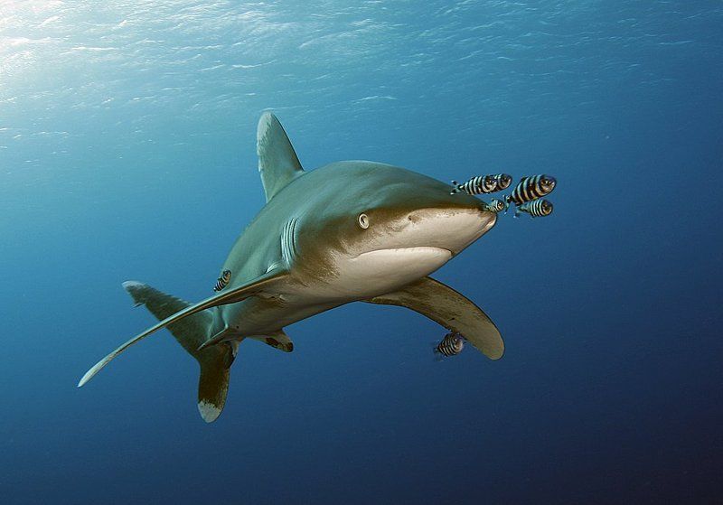 акула, лонгиманус Поджав губки фото превью