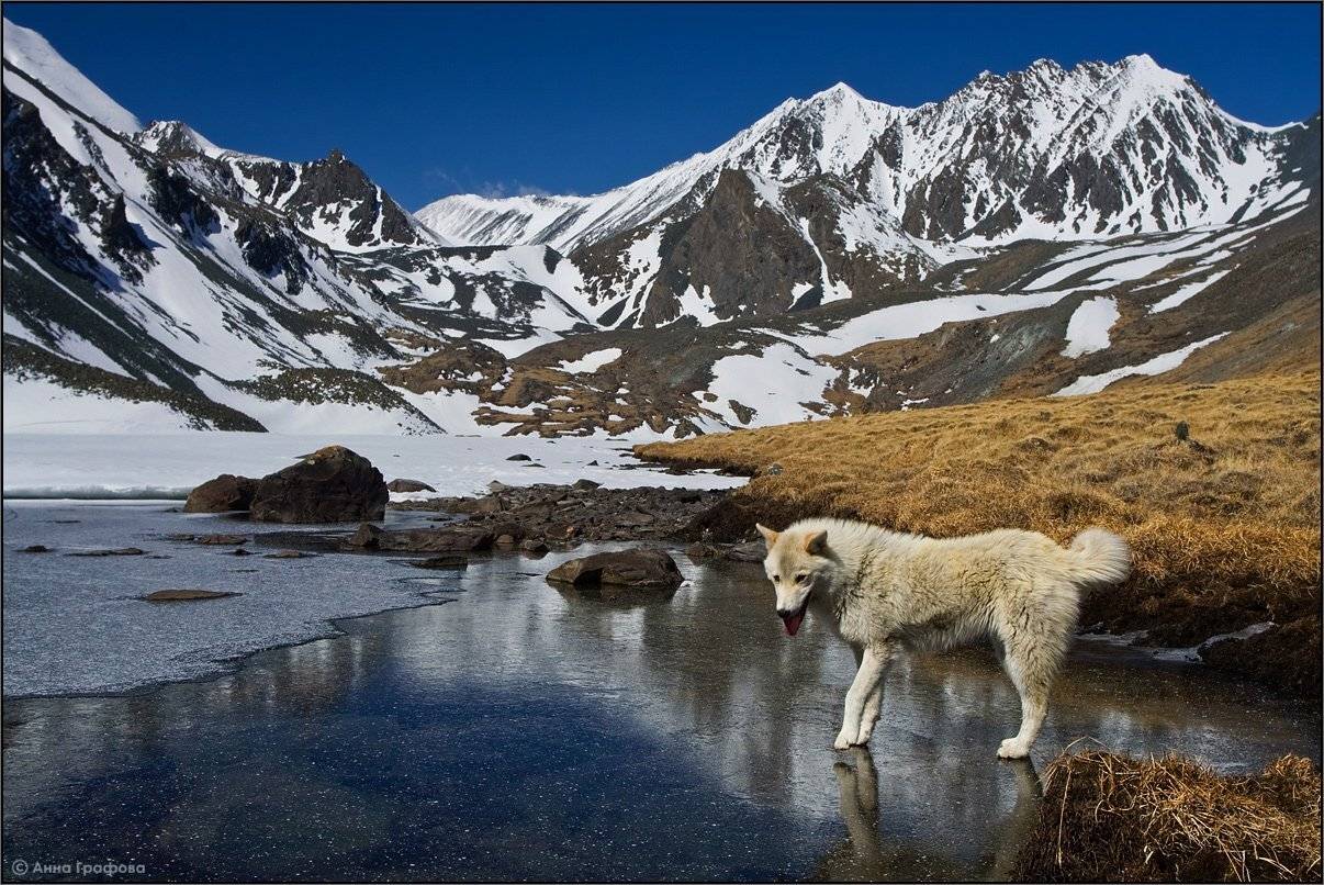 алтай, горы, горный алтай, южно-чуйский хребет,  озеро, тураоюк, май, пёс, аня графова, Аня Графова