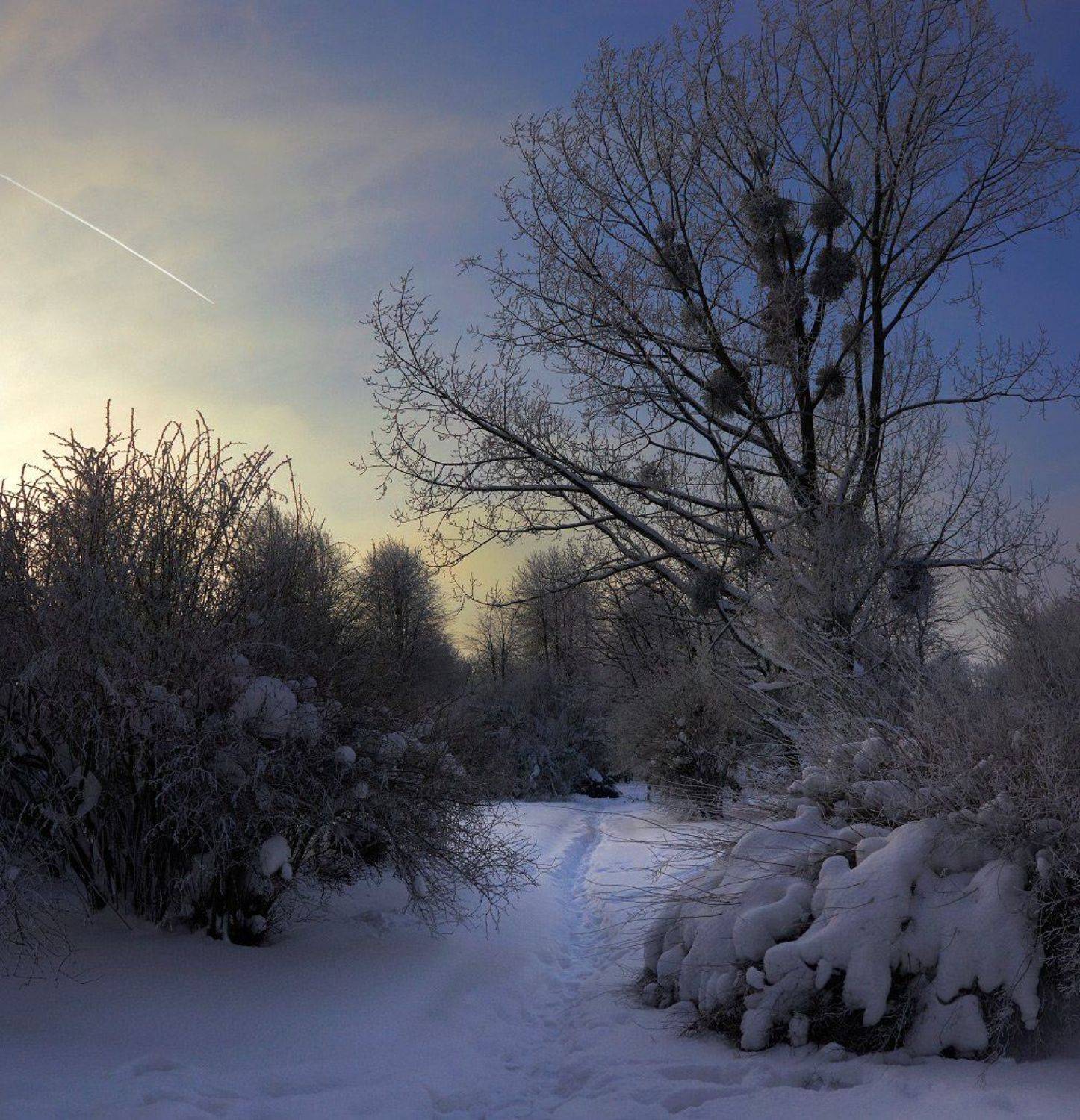 вечер, зима, калининград, тропа, деревья, White